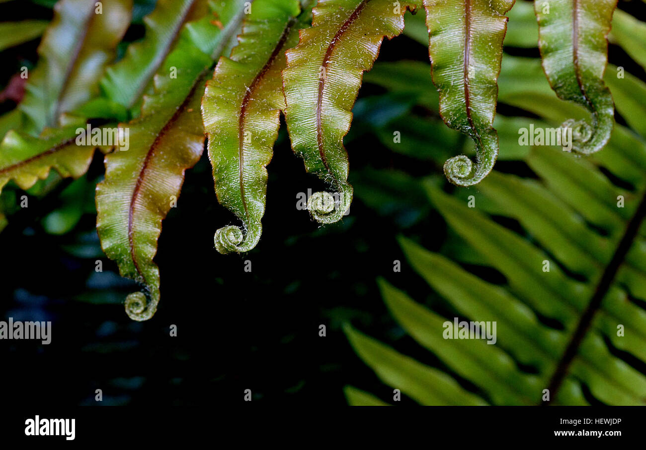 Filmy ferns hi-res stock photography and images - Alamy