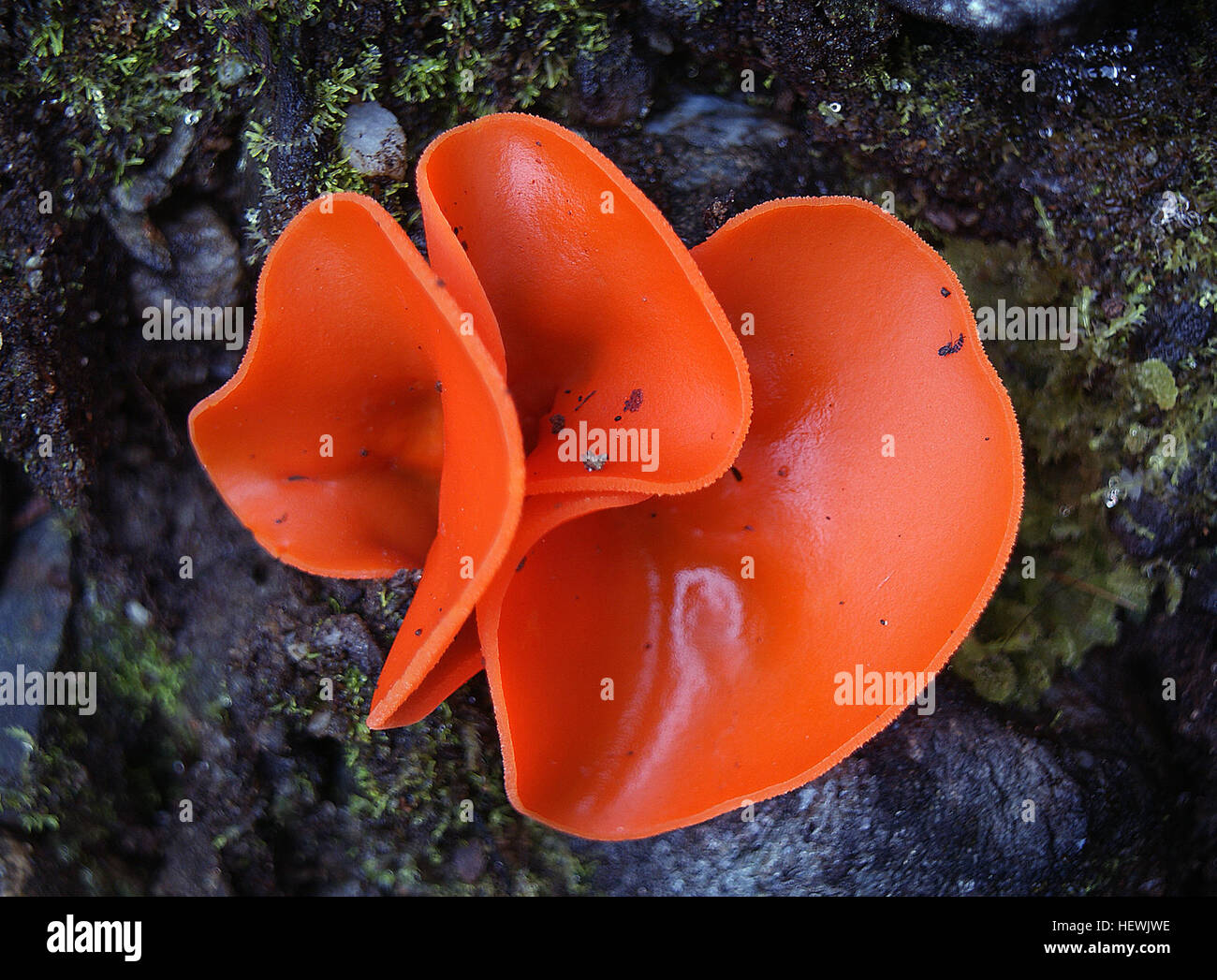 Orange peel fungus (Aleuria aurantia), or orange fairy cup fungus is a striking fungi that can be found growing throughout North America, especially during the summer and fall. This fungus, like other members of the cup fungi family, has a cup-like body with folds and is a brilliant orange color, which some may mistake for a discarded orange peel. Spores are big and have spiny projections. Stock Photo