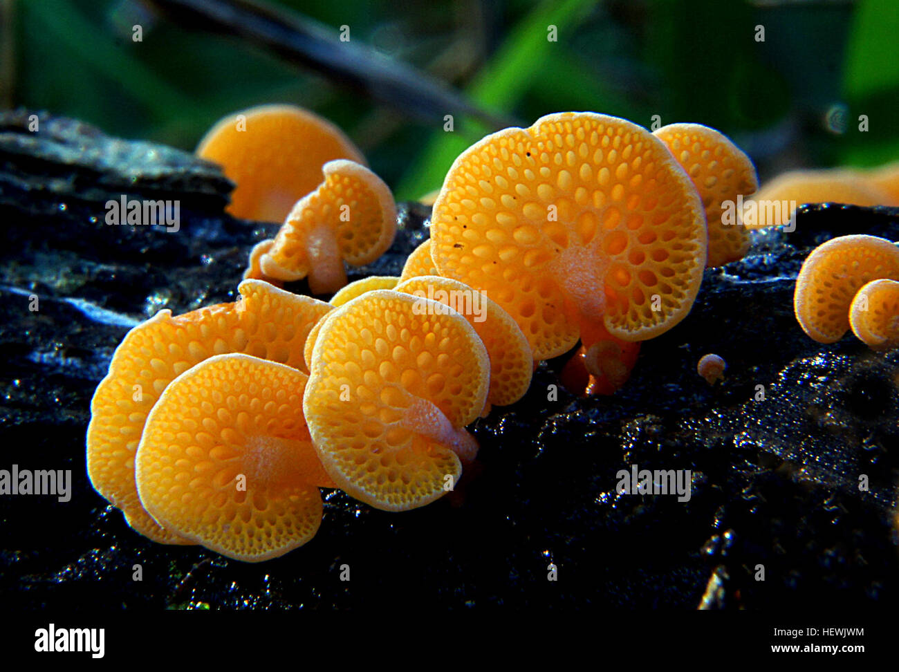 Orange Pore Fungi Orange pore is an exotic fungus which is now widely established in New Zealand.  Favolaschia calocera Stock Photo