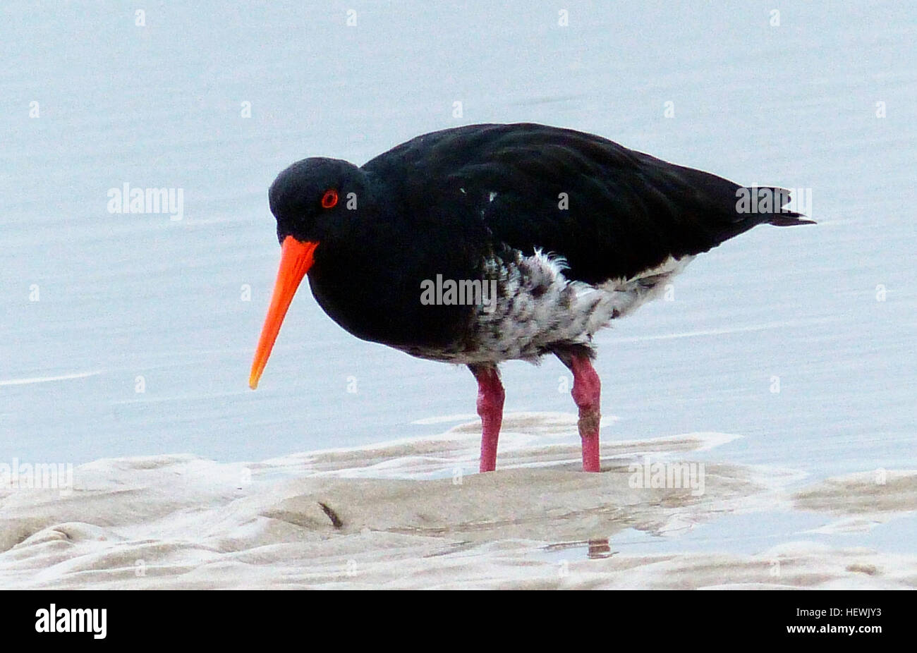 The variable oystercatcher is a familiar stocky coastal bird with a long, bright orange bill, found around much of New Zealand. They are often seen in pairs probing busily for shellfish along beaches or in estuaries. Previously shot for food, variable oystercatchers probably reached low numbers before being protected in 1922, since when numbers have increased rapidly. They are long-lived, with some birds reaching 30+ years of age.  The existence of different colour morphs (black, intermediate or ‘smudgy’, and pied) caused early confusion, and they were variously thought to be different species Stock Photo