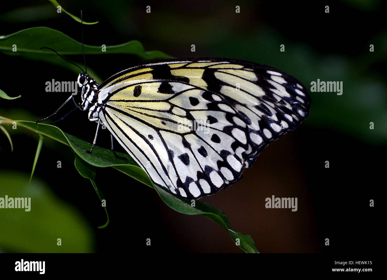 The paper kite butterfly, also called the rice paper butterfly, tree nymph butterfly, or wood