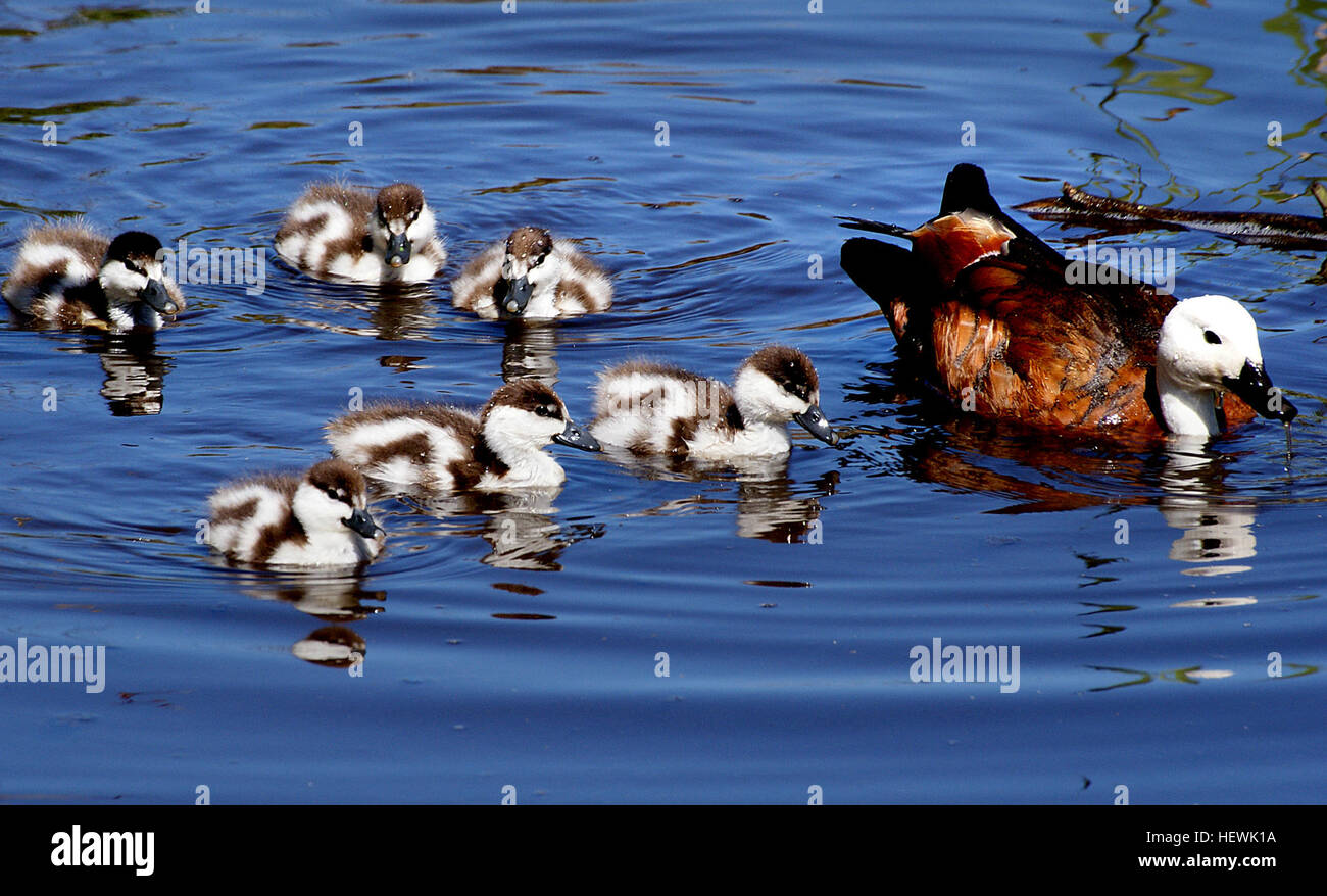 The paradise shelduck is a conspicuous and colourful species with contrasting male and female plumages. Between a large duck and a small goose in size, the male is uniformly dark grey or black while the female body is a dark or light chestnut (depending on age and state of moult). The male’s head is black with occasional green iridescence and the female’s head and upper neck is white. Both sexes have a chestnut undertail, black primary wing feathers, green secondary wing feathers and a conspicuously white upper wing surface. Variable amounts of white may occur on the heads of males during the  Stock Photo