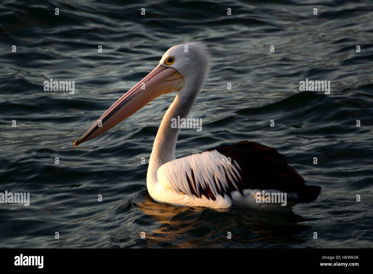 There are more than half a dozen species of pelicans, but all of them have the famous throat pouch for which the birds are best known. These large birds use their elastic pouches to catch fish—though different species use it in different ways.Pelicans do not store fish in their pouch, but simply use it to catch them and then tip it back to drain out water and swallow the fish immediately. The American white pelican can hold some 3 gallons (11 1/2 liters) of water in its bill. Young pelicans feed by sticking their bills into their parents' throats to retrieve food. Stock Photo