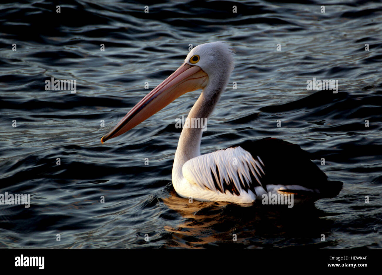 Pelicans frequent inland and coastal waters where they feed principally on fish, catching them at or near the water surface. Gregarious birds, they often hunt cooperatively and breed colonially. Stock Photo