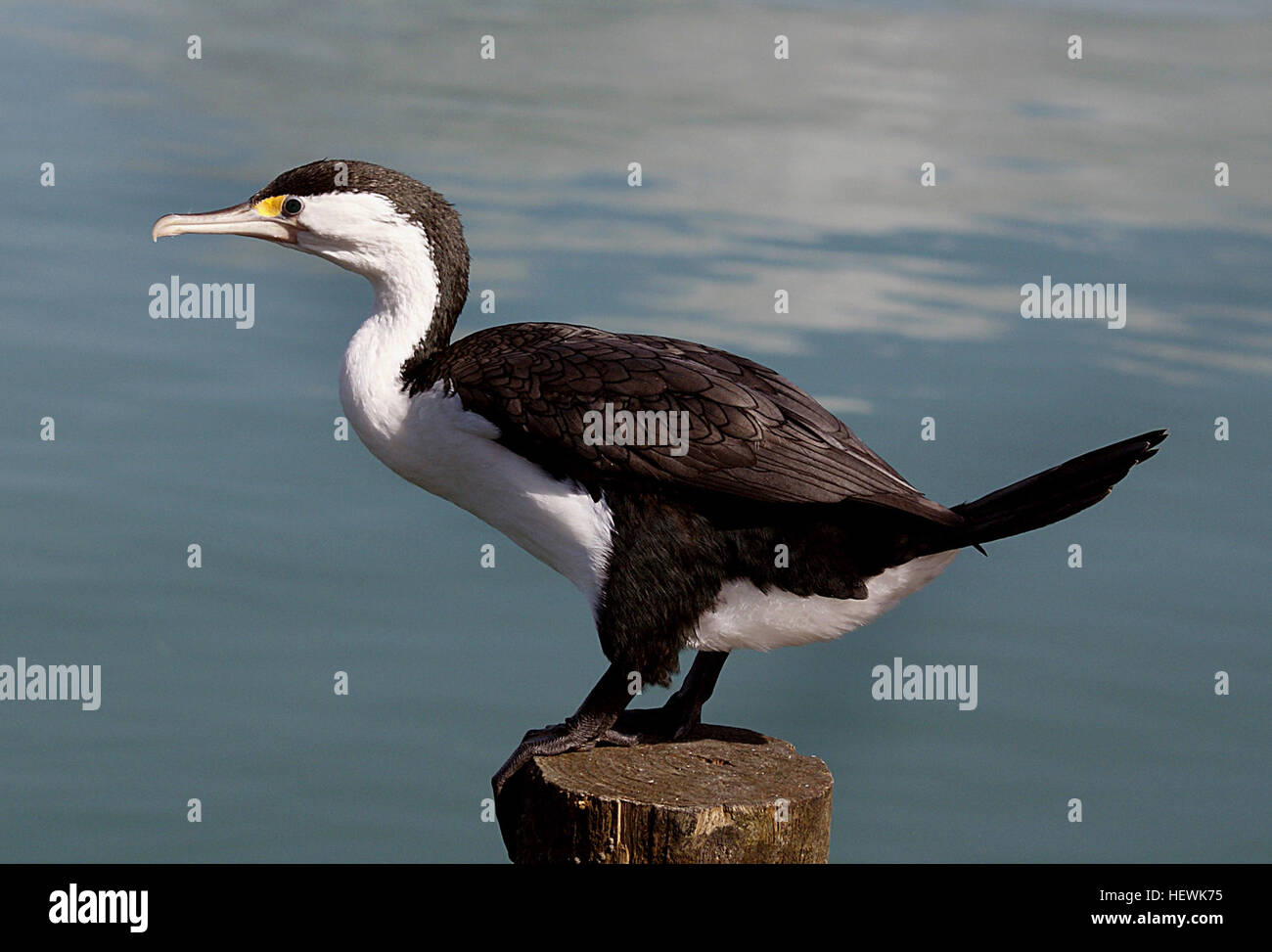 New Zealand Is Home To One third Of The World s Shag Species Which Are new-zealand-is-home-to-one-third-of-the-world-s-shag-species-which-are