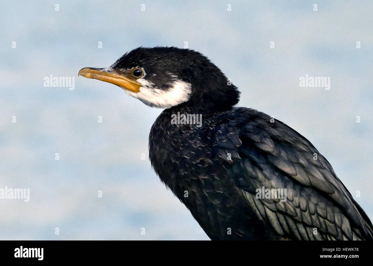 This large black-and-white shag is often seen individually or in small groups roosting on rocky headlands, trees or artificial structures. In regions where it occurs it can usually be readily seen about harbours and estuaries associated with cities or towns. Unlike most other shag species, the pied shag is reasonably confiding, allowing close approach when roosting or nesting in trees. It generally forages alone, but occasionally in small groups when prey is abundant. Stock Photo