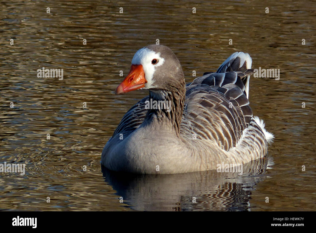 Pilgrim Geese are a breed of domestic goose. The origins of this breed are unclear, but they are thought to be either descended from stock in Europe, or developed from American stock during the Great Depression era. Stock Photo