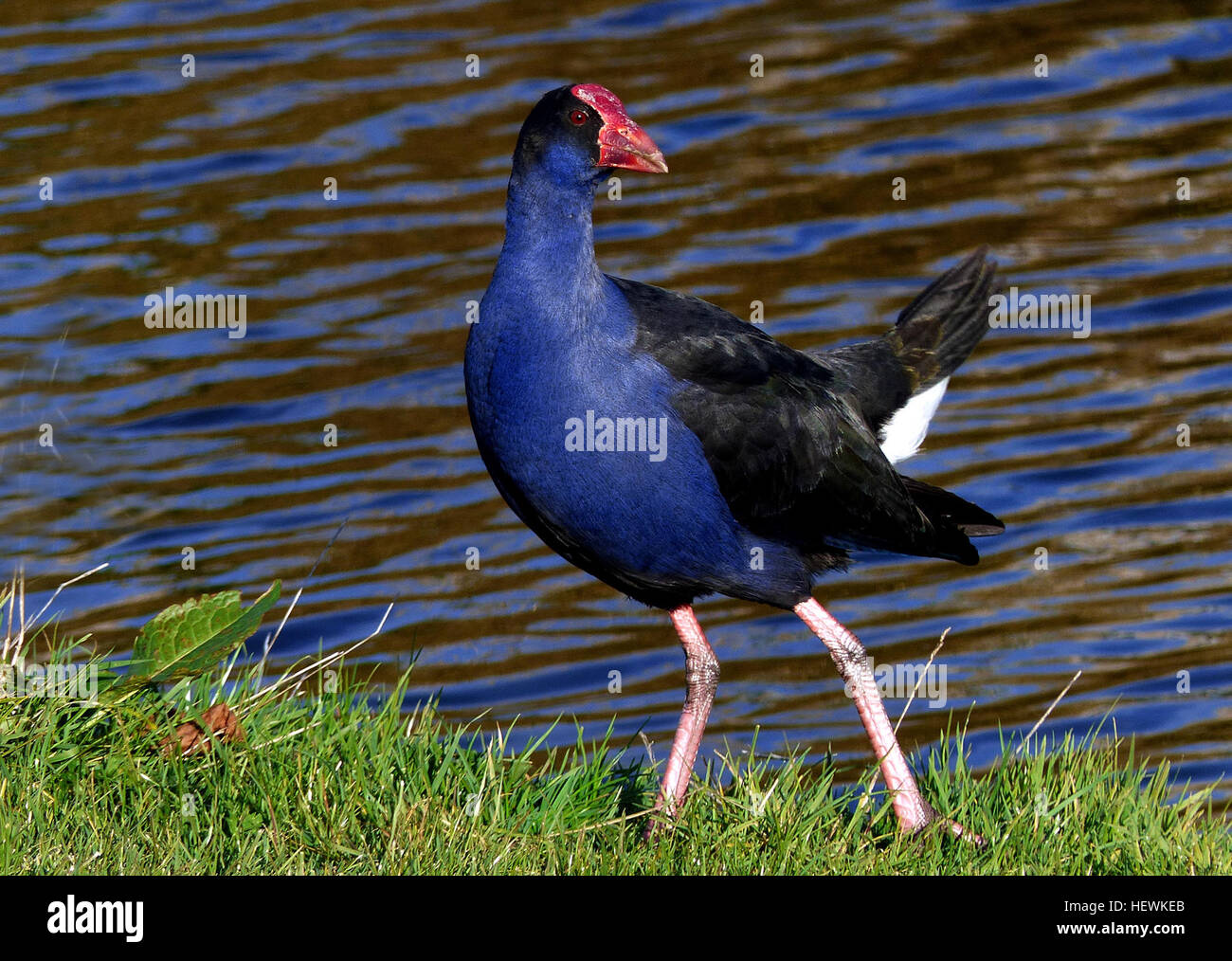Pukeko is an extremely adaptable birds frequent many parts of New Zealand and are often seen on road sides and streams, wetlands, estuaries, short damp pasture. The male are about 50cm in height and weight about 1000 g and the female slightly smaller. They are deep blue with black head and upperparts. Their undertail is white. The bill and shield are scarlet; eyes are red. Their legs and feet areorange-red. Both sexes are alike. They can fly and swim, although not the most graceful bird in flight with legs dangling along behind them, and making loud squawking noises. They can run fast with tai Stock Photo