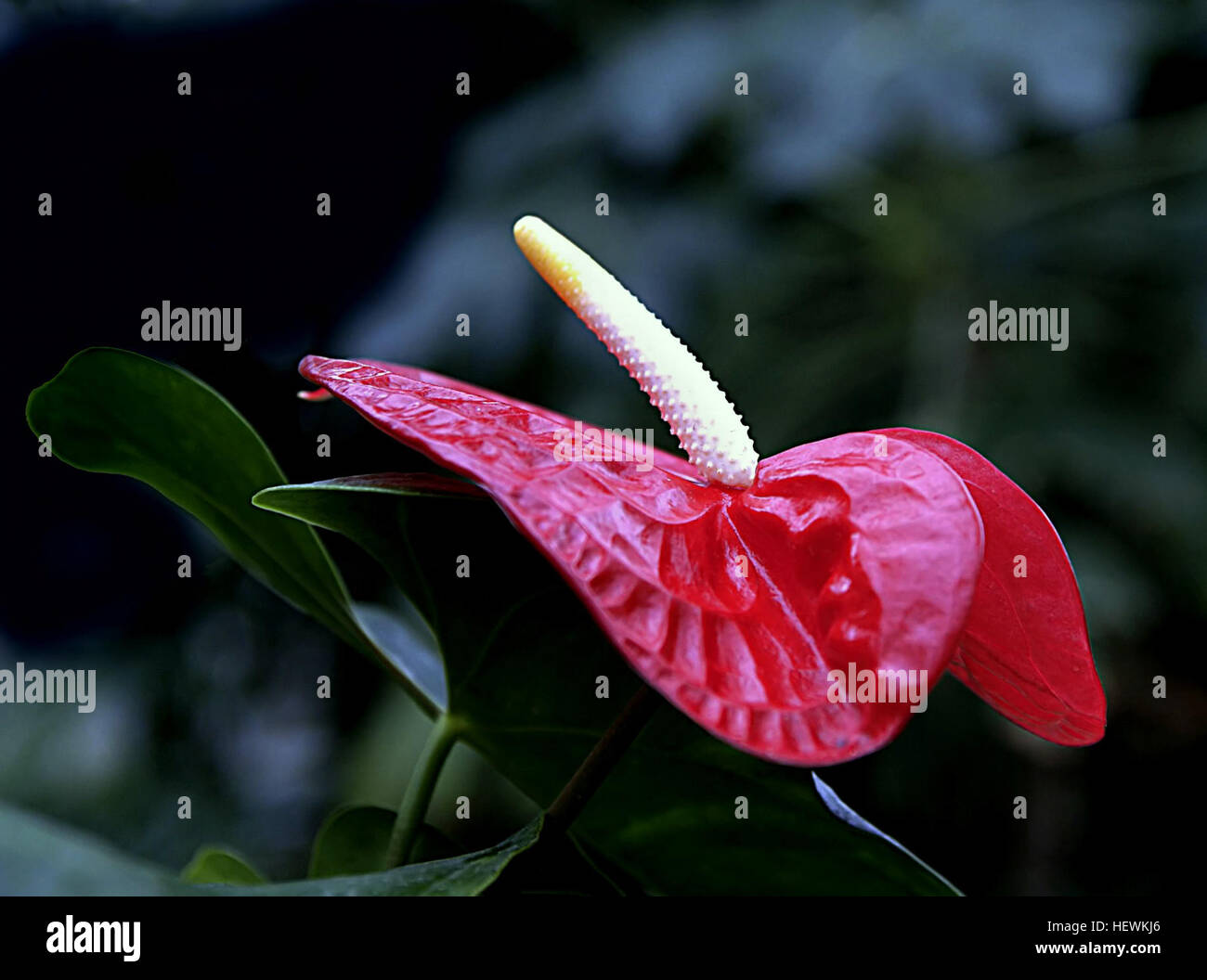 Anthurium, is a genus of about 1000 species of flowering plants, the largest genus of the arum family, Araceae. General common names include anthurium, tailflower, flamingo flower, and laceleaf. Stock Photo