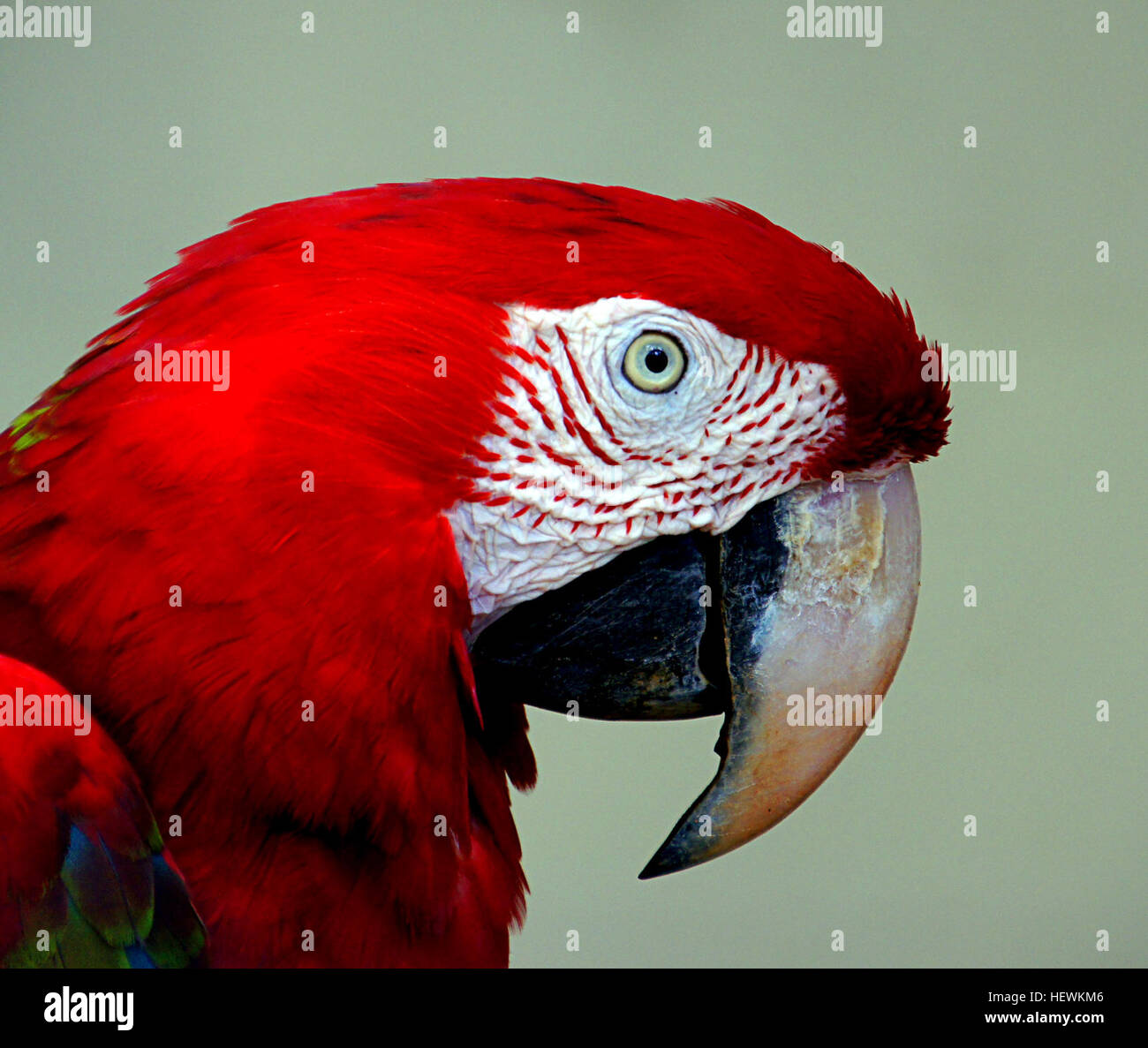 Many macaws have vibrant plumage. The coloring is suited to life in Central and South American rain forests, with their green canopies and colorful fruits and flowers. The birds boast large, powerful beaks that easily crack nuts and seeds, while their dry, scaly tongues have a bone inside them that makes them an effective tool for tapping into fruits Stock Photo