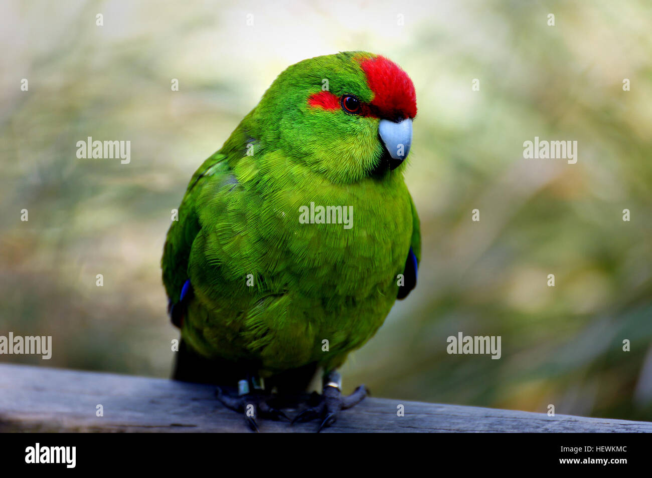 genus Cyanoramphus, family Psittacidae The Kakariki are members of the parrot family which are