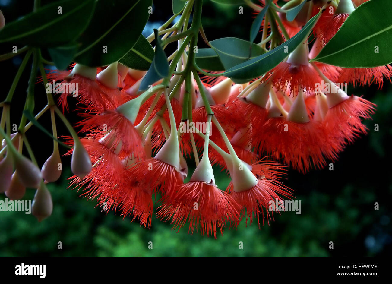 Corymbia ficifolia or the red flowering gum also known as Albany red flowering gum (previously known as Eucalyptus ficifolia) is one of the most commonly planted ornamental trees in the broader eucalyptus family. Stock Photo
