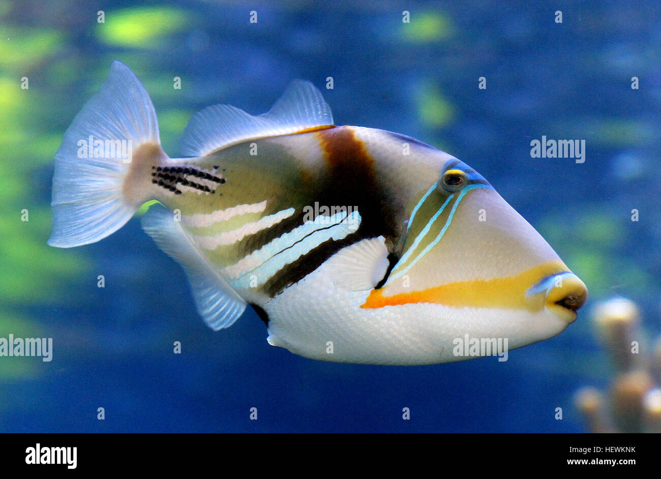 The reef, rectangular, or wedge-tail triggerfish, also known by its Hawaiian name, humuhumunukunukuāpuaʻa (pronounced [ˈhumuˈhumuˈnukuˈnukuˈwaːpuˈwɐʔə]), also spelled Humuhumunukunukuapua'a or just humuhumu for short; meaning &quot;triggerfish with a snout like a pig.&quot; is one of several species of triggerfish. Classified as Rhinecanthus rectangulus, it is endemic to the salt water coasts of various central and south Pacific Ocean islands. It is often asserted that the Hawaiian name is one of the longest words in the Hawaiian language and that &quot;the name is longer than the fish.&quot; Stock Photo