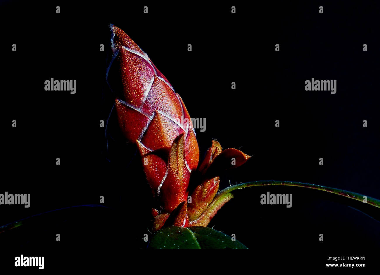 Midspring blooming rhododendrons make their flower buds in July to