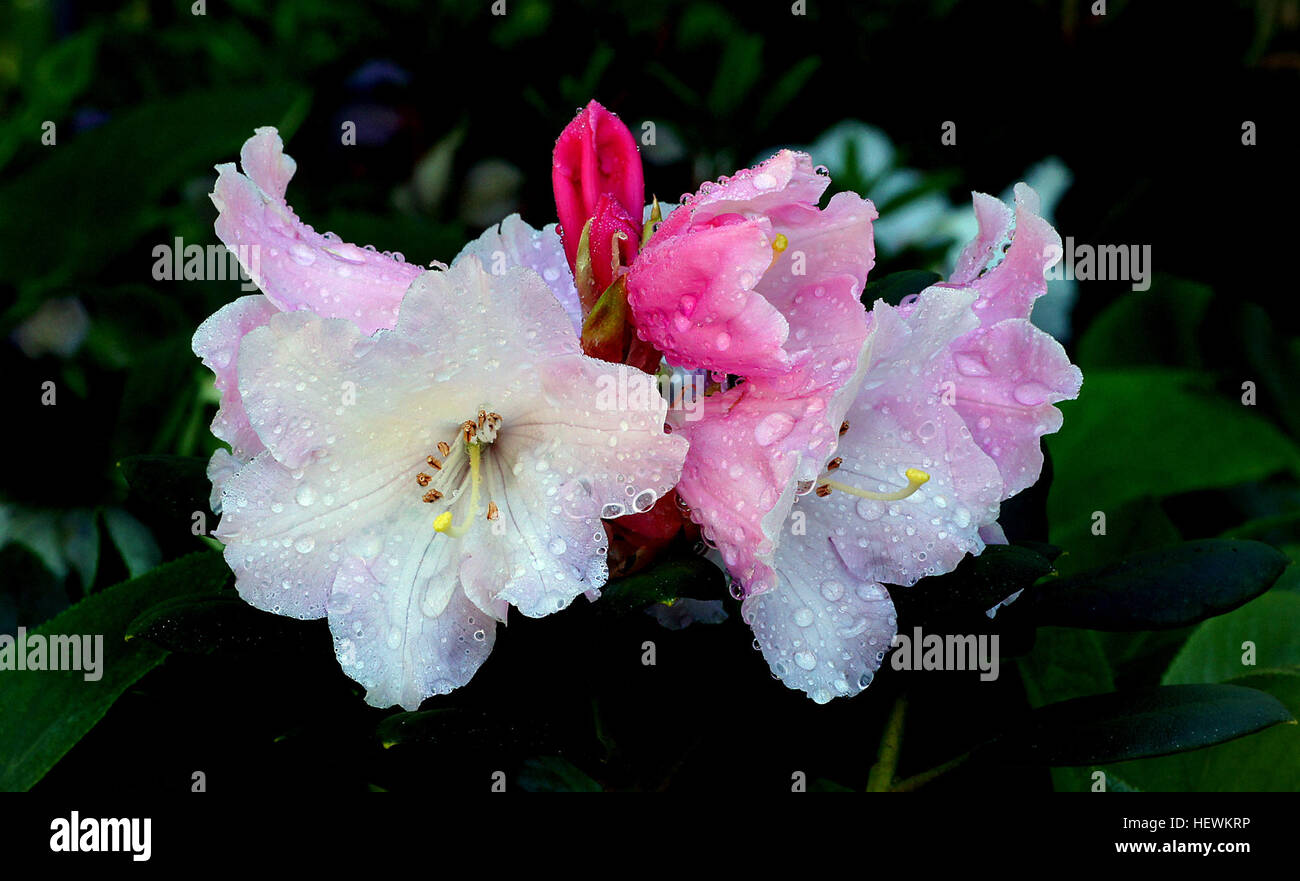Rhododendron is a genus of over 1000 species of woody plants in the heath family, either evergreen or deciduous. Most species have showy flowers. Azaleas make up two subgenera of Rhododendron Stock Photo