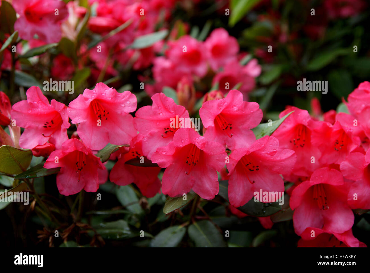 ication (,),,,Blooms,Rhododendron Noyo Chief,Rhododrendron,florals,flowers,gardening Stock Photo