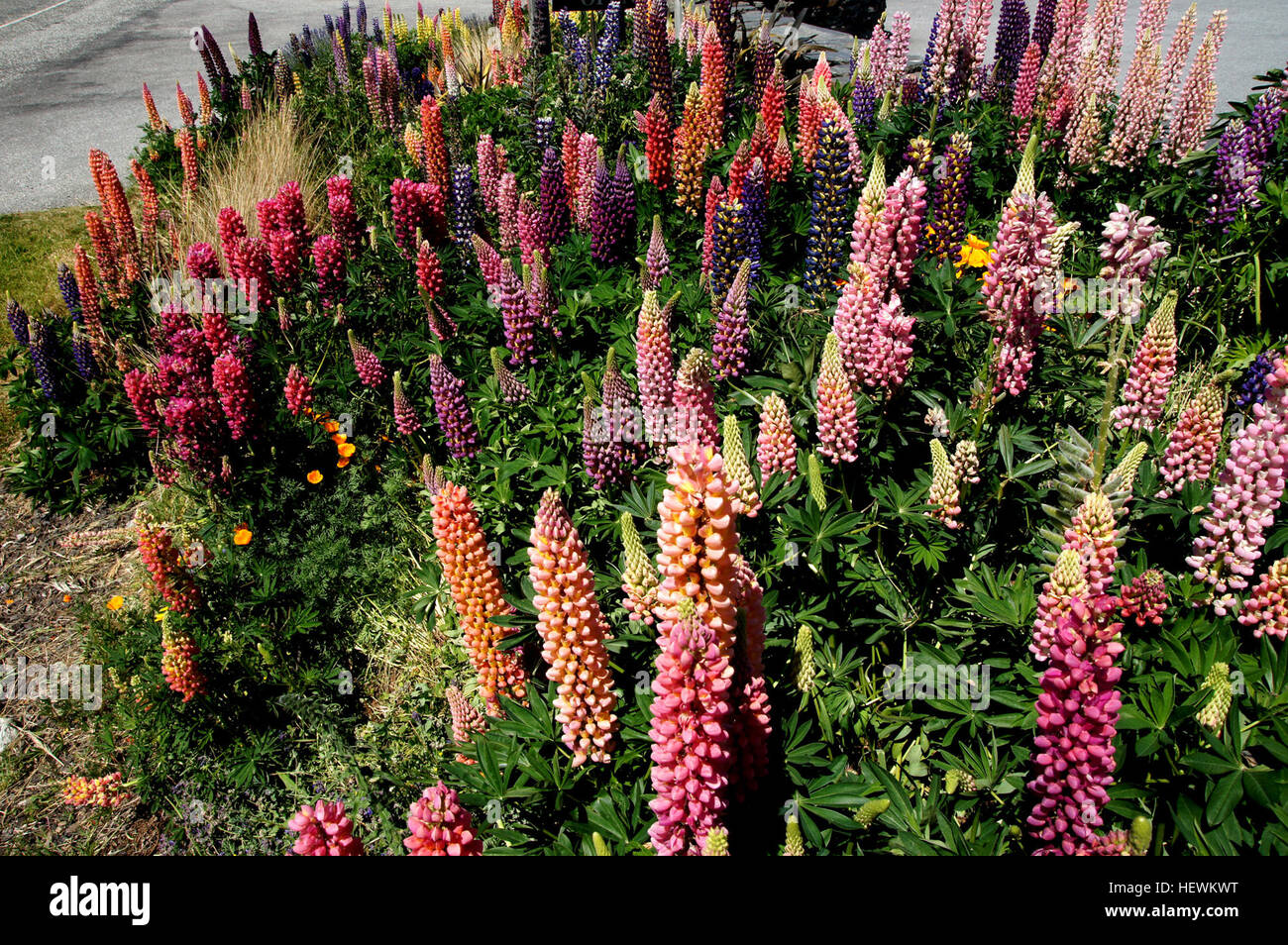 Lupinus polyphyllus is a species of lupine native to western North America from southern Alaska and British Columbia east to Alberta and western Wyoming, and south to Utah and California. Stock Photo