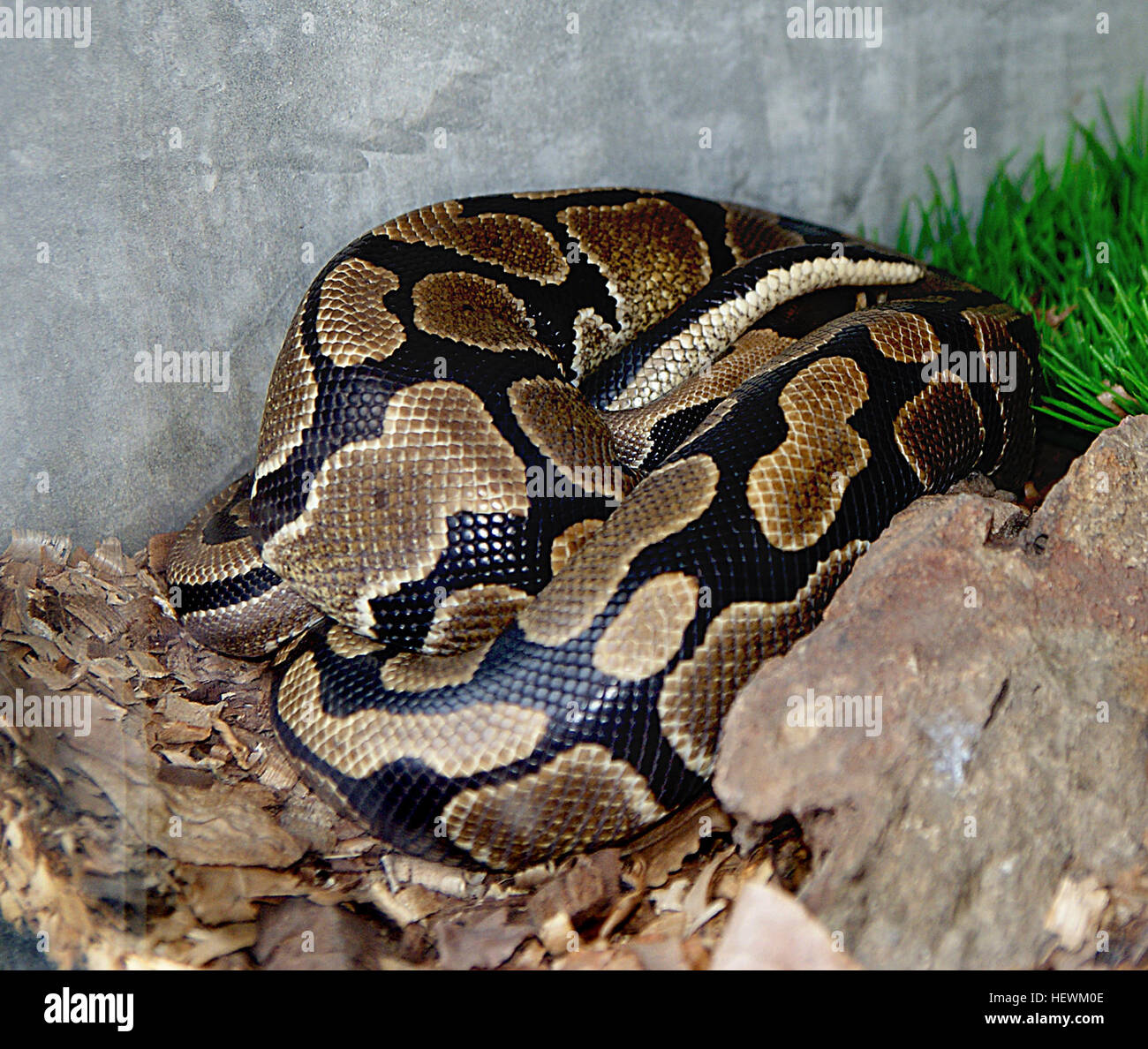 The snakes hi-res stock photography and images - Alamy