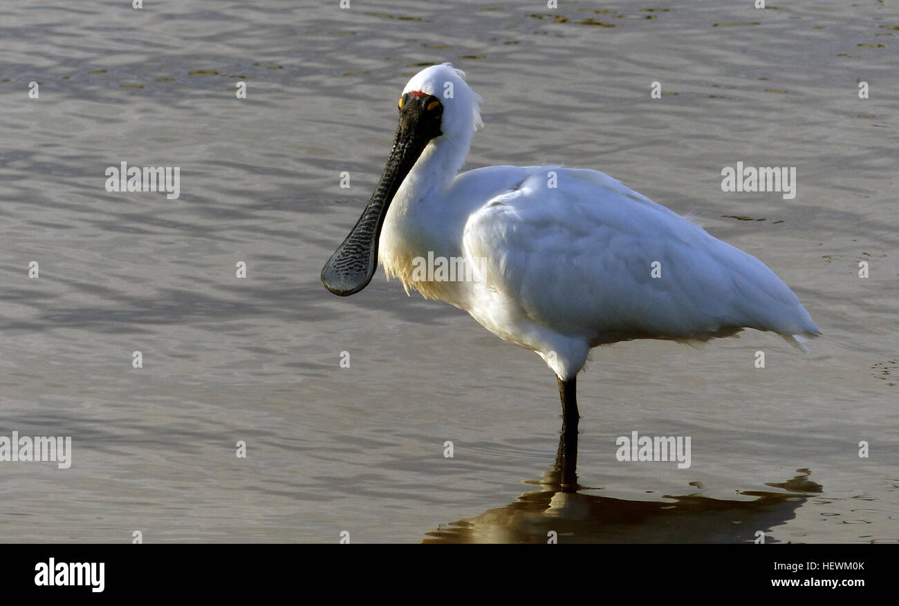 The royal spoonbill (Platalea regia) also known as the black-billed ...