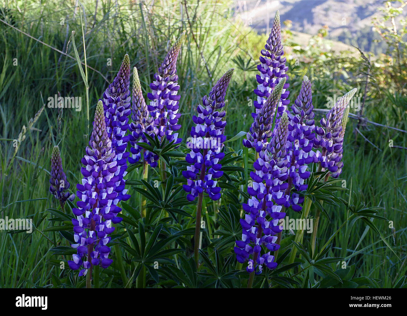 In some parts of New Zealand there are large tracts of Russell lupins which grow by the roadsides. Their combinations of blues and pinks are a tourist attraction, and the subject of many bus stops for photographs.  Lupinus polyphyllus (large-leaved lupine, big-leaved lupine, many-leaved lupine[1] or, primarily in cultivation, garden lupin) is a species of lupine (lupin) native to western North America from southern Alaska and British Columbia east to Quebec, and western Wyoming, and south to Utah and California. It commonly grows along streams and creeks, preferring moist habitats. Stock Photo
