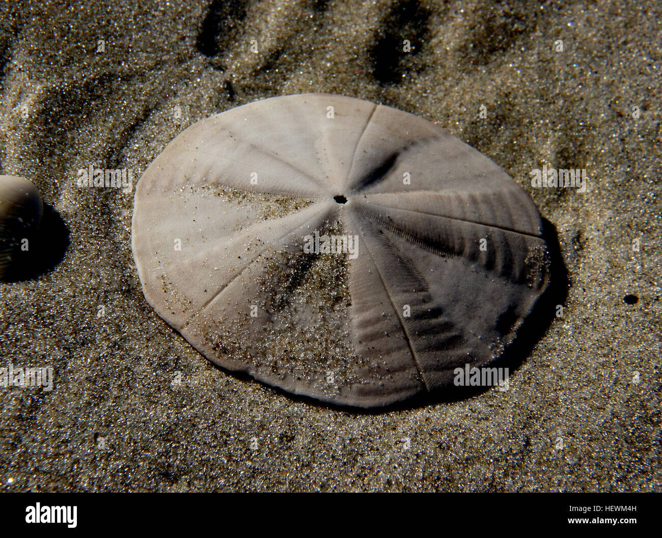 Sand dollars, like all members of the order Clypeasteroida, possess a rigid skeleton known as a test. The test consists of calcium carbonate plates arranged in a fivefold radial pattern. In living individuals the test is covered by a skin of velvet-textured spines; these spines are in turn covered with very small hairs (cilia). Coordinated movements of the spines enable sand dollars to move across the seabed. Stock Photo