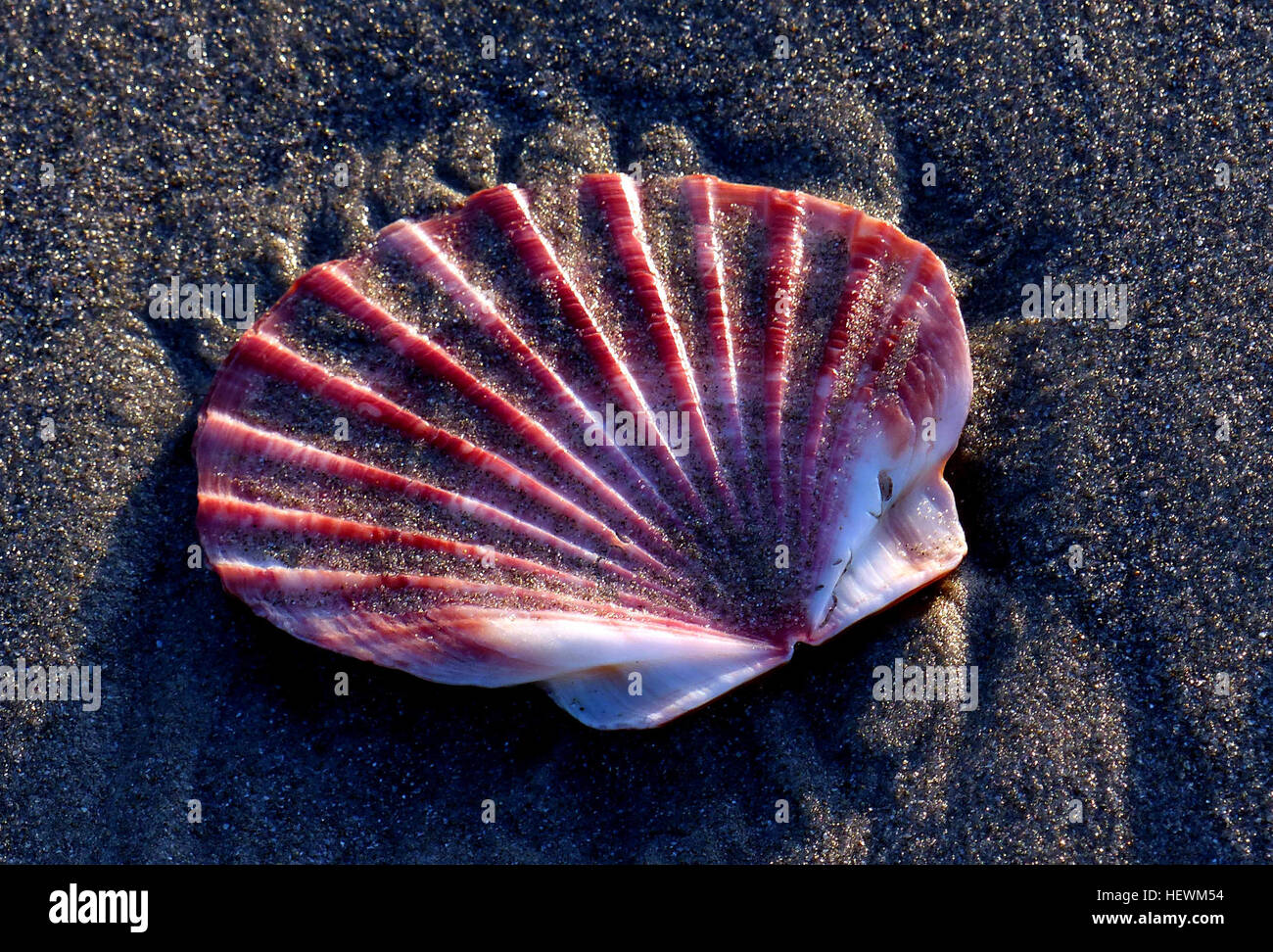 Scallop is a common name that is primarily applied to any one of