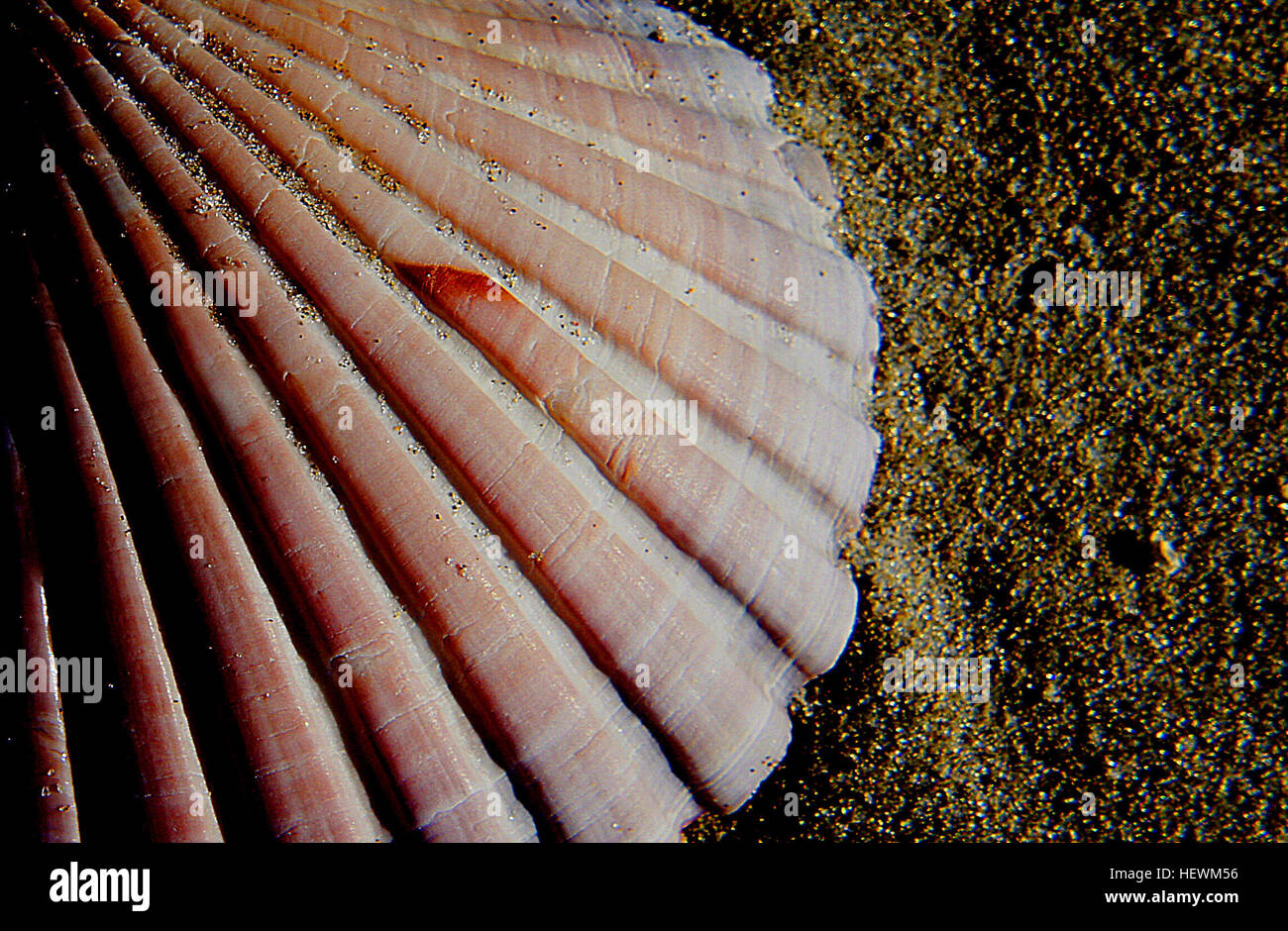 Scallops are highly prized as a food source hires stock photography