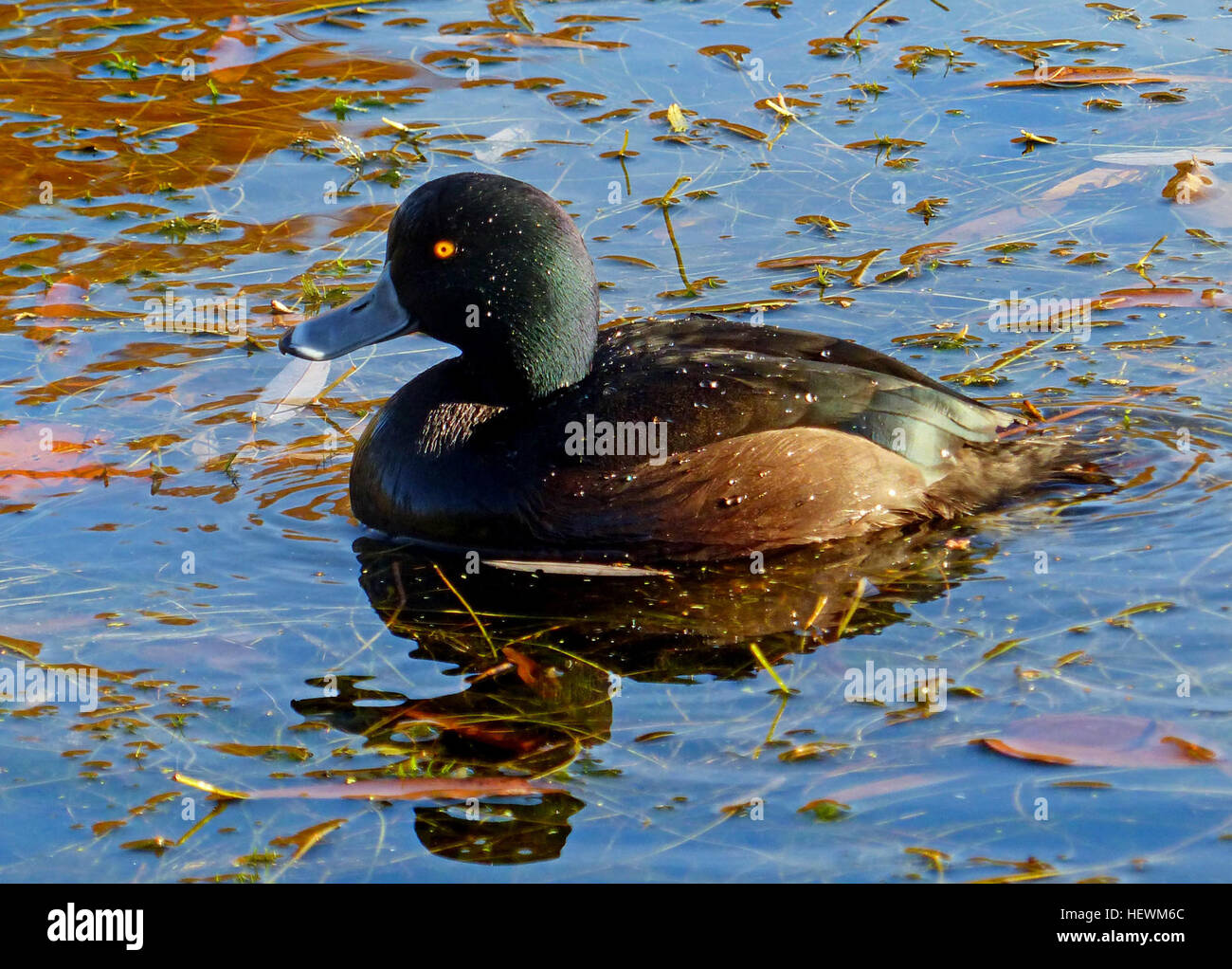 The New Zealand scaup or pāpango is a short, round diving duck. The male is glossy dark brown and black with yellow eyes. The female is dark brown and often has a vertical white band at the base of the bill. They tend to avoid danger by diving rather than by flying. Stock Photo