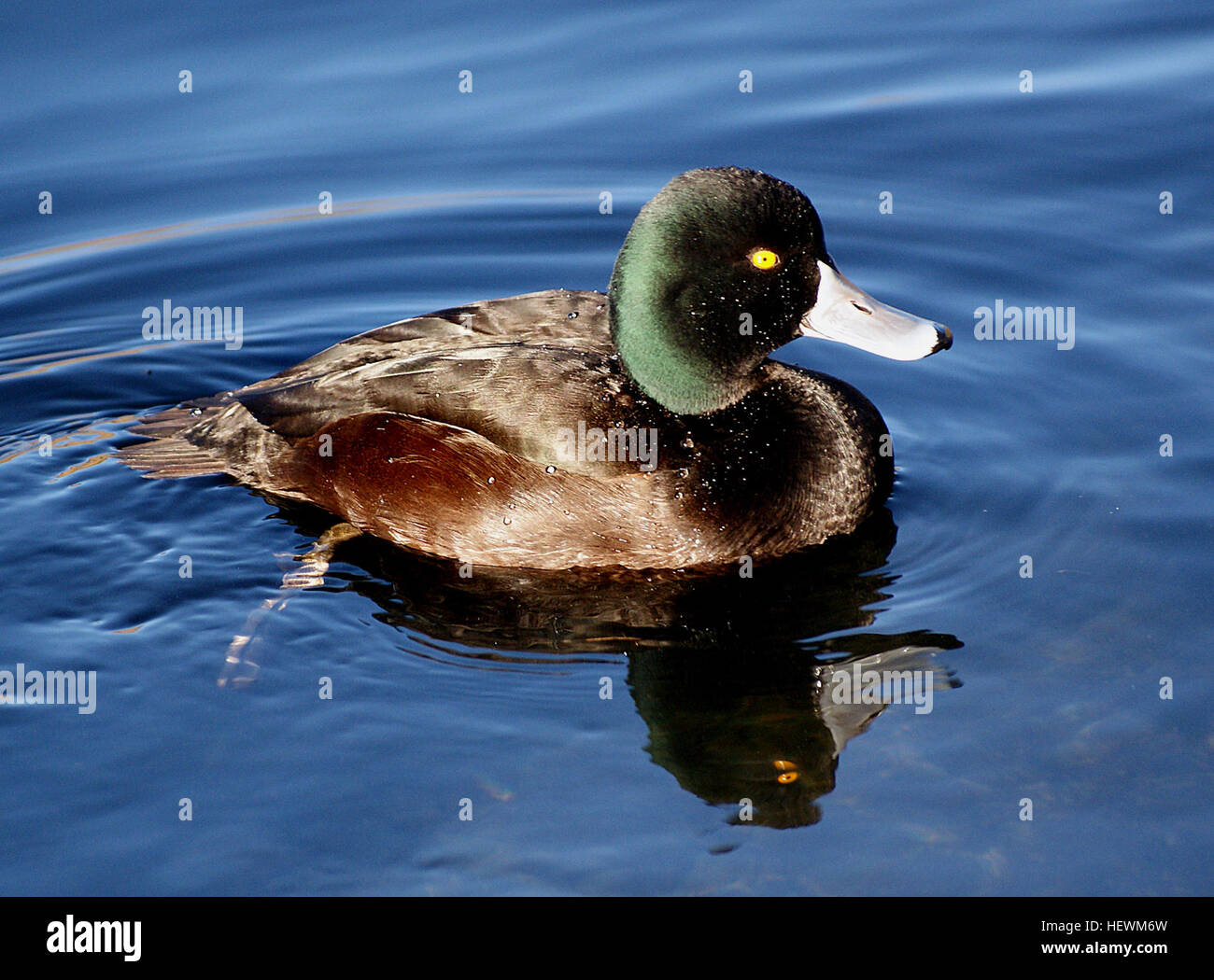 The New Zealand scaup (Aythya novaeseelandiae) commonly known as a black teal, is a diving duck species of the genus Aythya. It is endemic to New Zealand. In Maori commonly known as papango, also matapouri, titiporangi, raipo Stock Photo