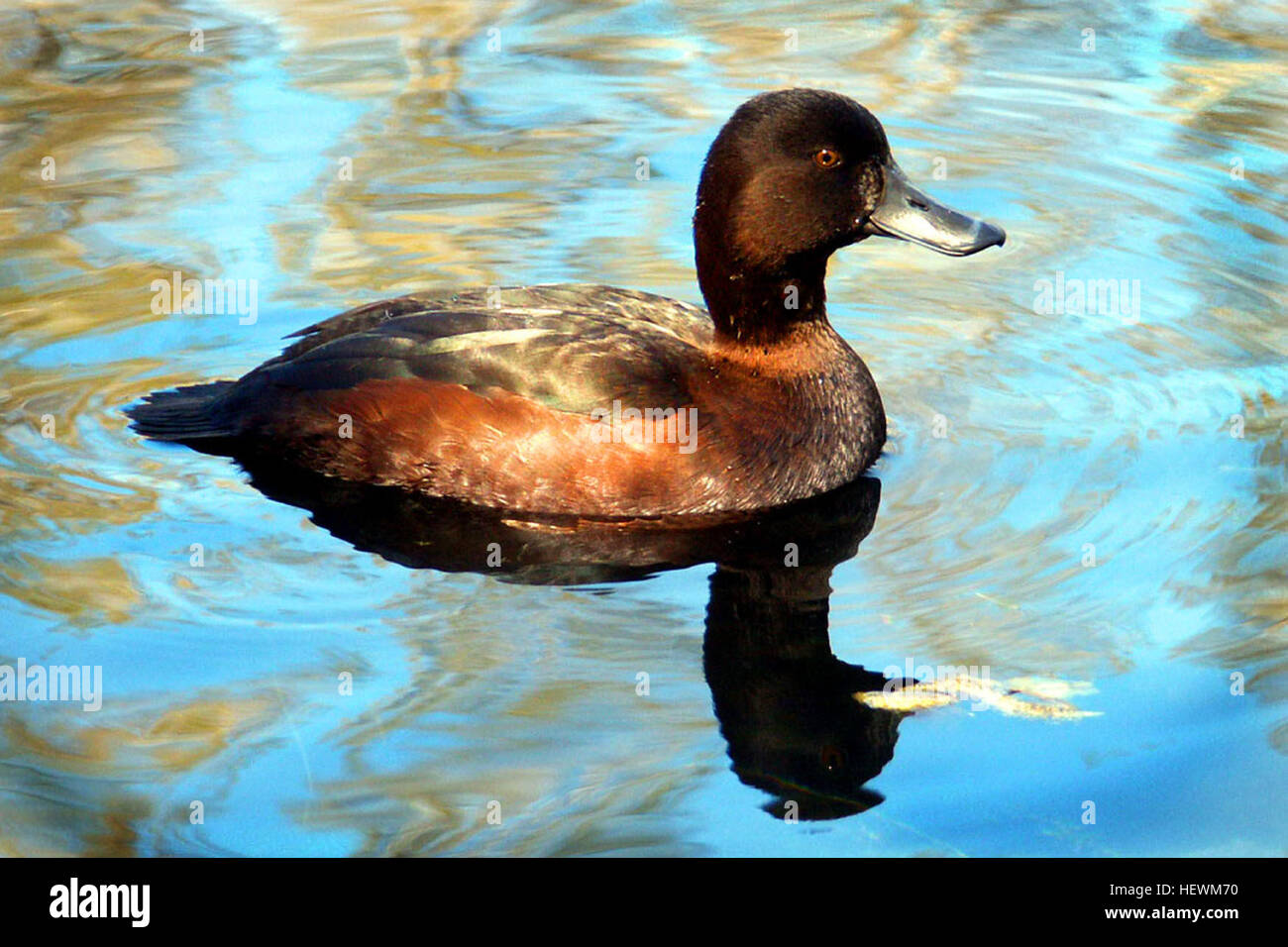 The New Zealand scaup or pāpango is a short, round diving duck. The male is glossy dark brown and black with yellow eyes. The female is dark brown and often has a vertical white band at the base of the bill. They tend to avoid danger by diving rather than by flying. Stock Photo