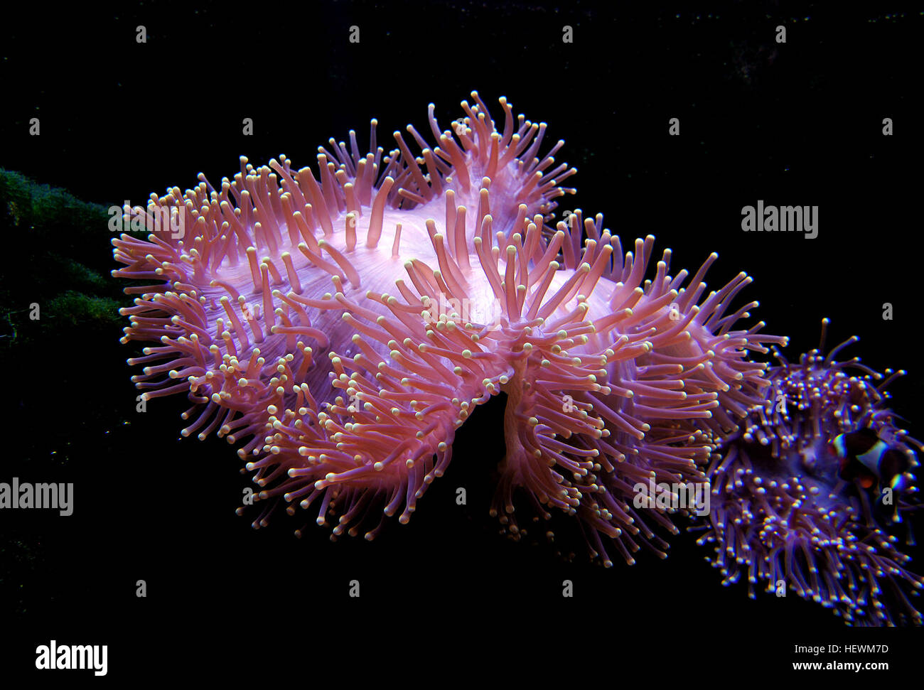 Sea anemones look like flowers but are actually animals. Their “petals” are armlike body parts called tentacles, which circle the mouth. The tentacles may be red, yellow, green, blue, orange, brown, white, Sea anemones look like flowers but are actually animals. Their “petals” are armlike body parts called tentacles, which circle the mouth. The tentacles may be red, yellow, green, blue, orange, brown, white,