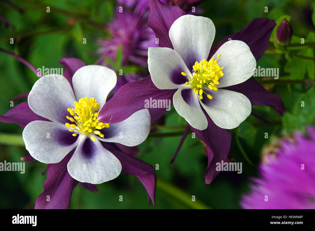 The term 'Photography ication' refers to the process of categorizing or identifying photographs in a collection or archive. It involves the documentation and classification of photographic works for historical or artistic purposes. Stock Photo