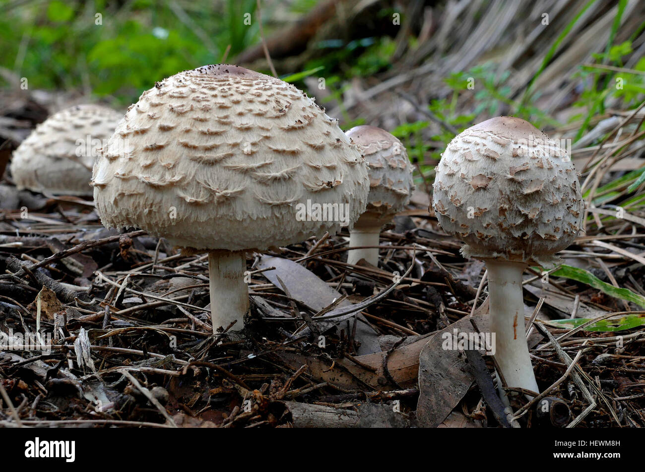 The shaggy parasol is a large and conspicuous agaric, with thick brown scales and protuberances on its fleshy white cap. The gills and spore print are both white in colour. Its stipe is slender, but bulbous at the base, is coloured uniformly and bears no patterns. It is fleshy, and a reddish, or maroon discoloration occurs and a pungent odour is evolved when it is cut. The egg-shaped caps become wider and flatter as they mature. Stock Photo
