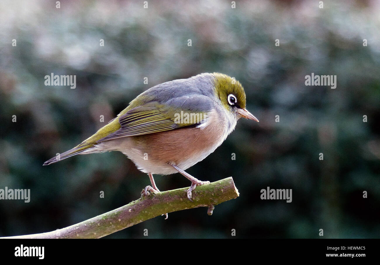 The silvereye colonised New Zealand from Australia in the 1850s, and is now one of New Zealand’s most abundant and widespread bird species. It is found throughout New Zealand and its offshore and outlying islands, occurring in most vegetated habitats, including suburban gardens, farmland, orchards, woodlands and forests. Silvereyes are small songbirds that are easily recognised by their conspicuous white eye-ring; their plumage is mainly olive-green above and cream below. It is an an active, mobile species that moves about frequently, including making sea crossings. Stock Photo