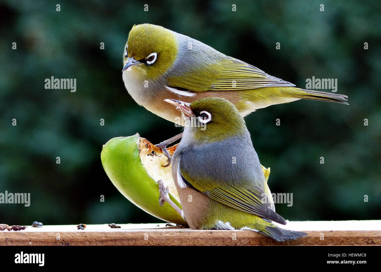 The silvereye (Zosterops lateralis) is a small passerine bird native to the South-West Pacific. Known for its omnivorous diet, it is found in Australia and New Zealand, where it is protected as a native species. The bird was first recorded in New Zealand in 1832 and became more common by 1856 due to migration. Stock Photo