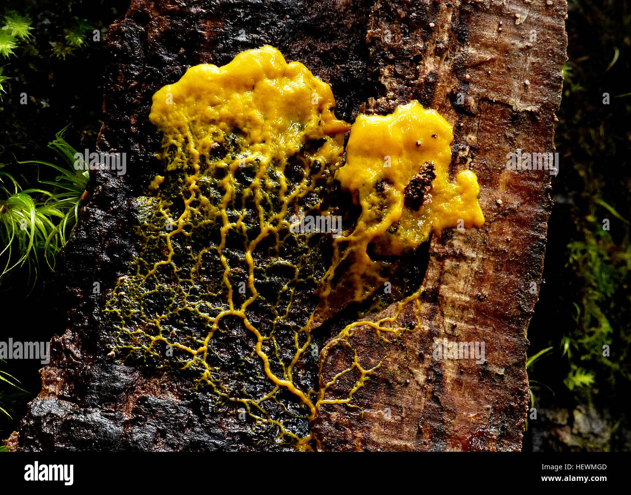 Slime mold or slime mould is a broad term describing some organisms that use spores to reproduce. Slime molds were formerly classified as fungi but are no longer considered part of this kingdom.  Although not related to one another, they are still sometimes grouped for convenience within the paraphyletic group referred to as kingdom Protista. Stock Photo