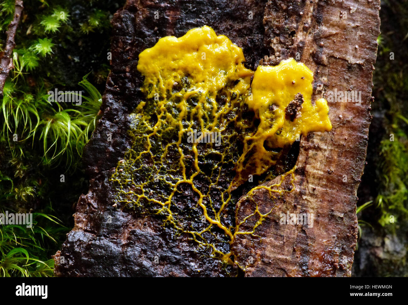 Members of this class are commonly referred to as slime moulds. These have thought to belong to both animal and fungi kingdoms at one time or another. It's now known that they are quite unrelated to animals and fungi and now are classified in the Kingdom Protista. Stock Photo