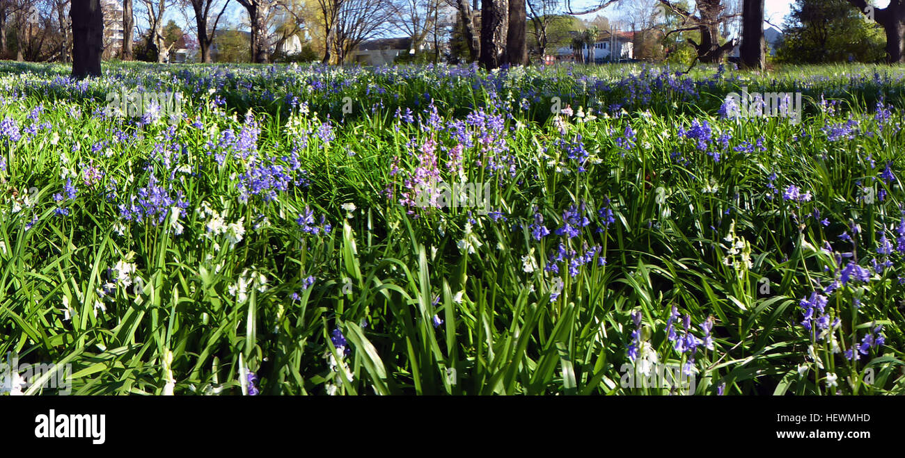 As the year turns, sunshine warms the soil and plants that spent the winter as bulbs below ground, race to make use of the light before the oak trees can regrow their leaves. First to flower are the snowdrops, but as spring proceeds and the sunlight strengthens the bluebells take over. Stock Photo