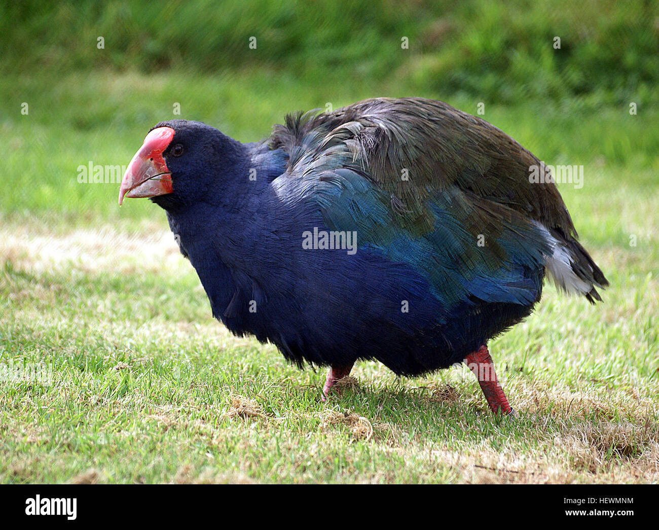 The South Island takahē, a large flightless rail, hit headlines in the late 1940s. Takahē were thought to be extinct – but then, in 1948, Geoffrey Orbell rediscovered the South Island species (Porphyrio hochstetteri) in Fiordland’s Murchison Mountains. However, the North Island takahē (Porphyrio mantelli) is extinct. South Island takahē  Weighing up to 4 kilograms and 63 centimetres long, the South Island takahē is the world’s largest rail. Several million years ago its ancestors flew from Australia to New Zealand, where, without ground predators, the takahē became flightless. This colourful b Stock Photo
