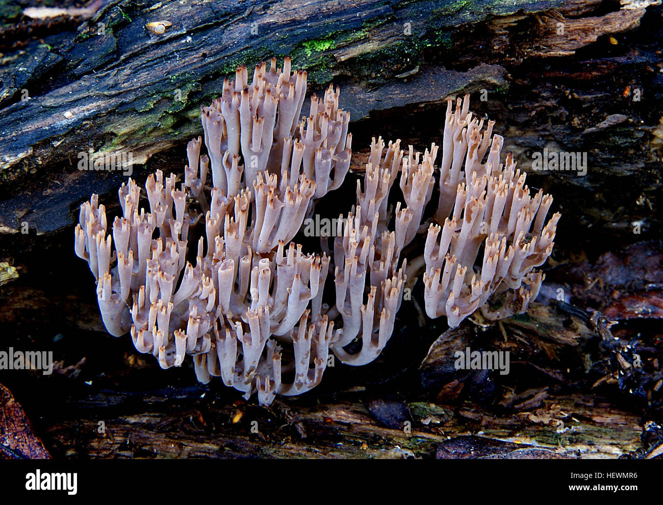 Grows on well rotted wood in groups. Coral-like in form often running down the length of wood. Has a much tighter upright form compared to the other similar species.  Common name: None Found: Native Forest Substrate: Wood Spore: WhiteHeight: 80mm Width: 3 mm Season: Autumn Edible: No Stock Photo