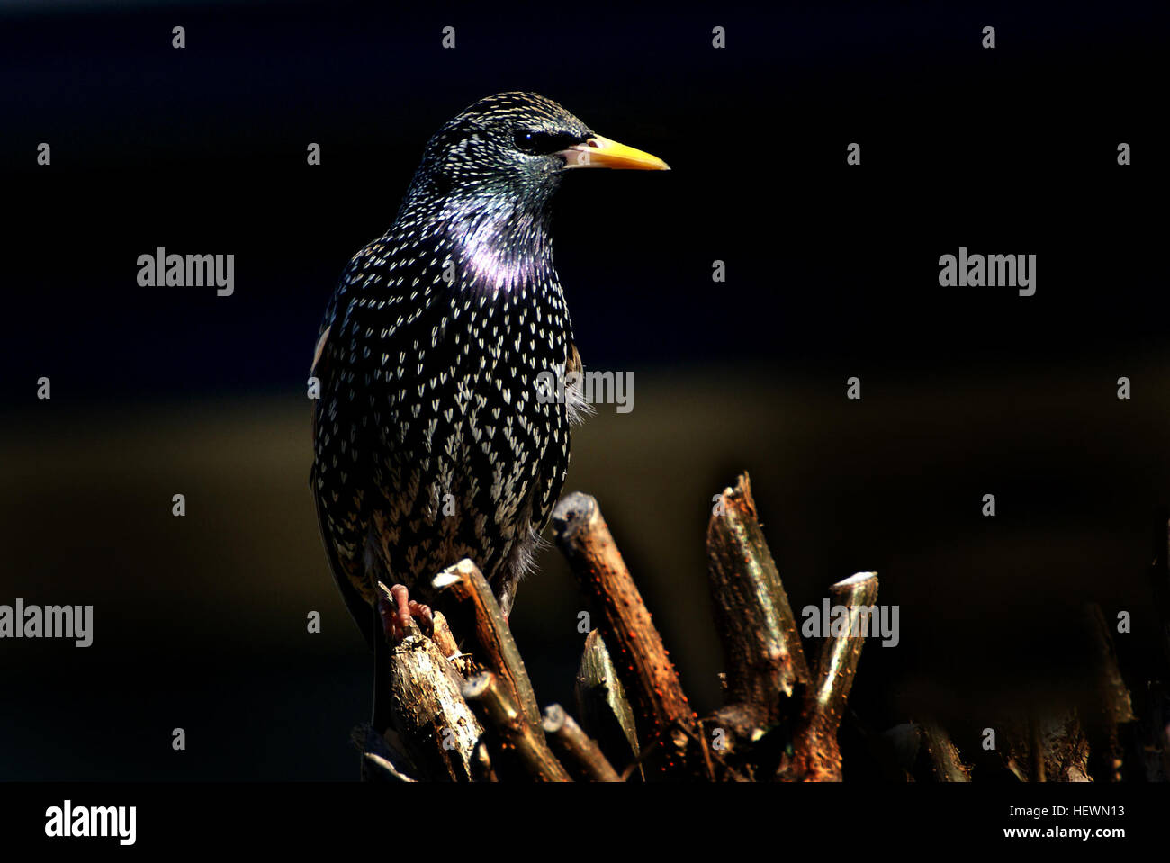 The common starling (Sturnus vulgaris), known for its glossy black plumage with white speckling, is a widespread passerine bird. Commonly found in Europe, it is recognized for its noisy and varied song, particularly in large flocks during communal roosting. The species undergoes seasonal changes, with yellow bills in summer and black in winter. Stock Photo