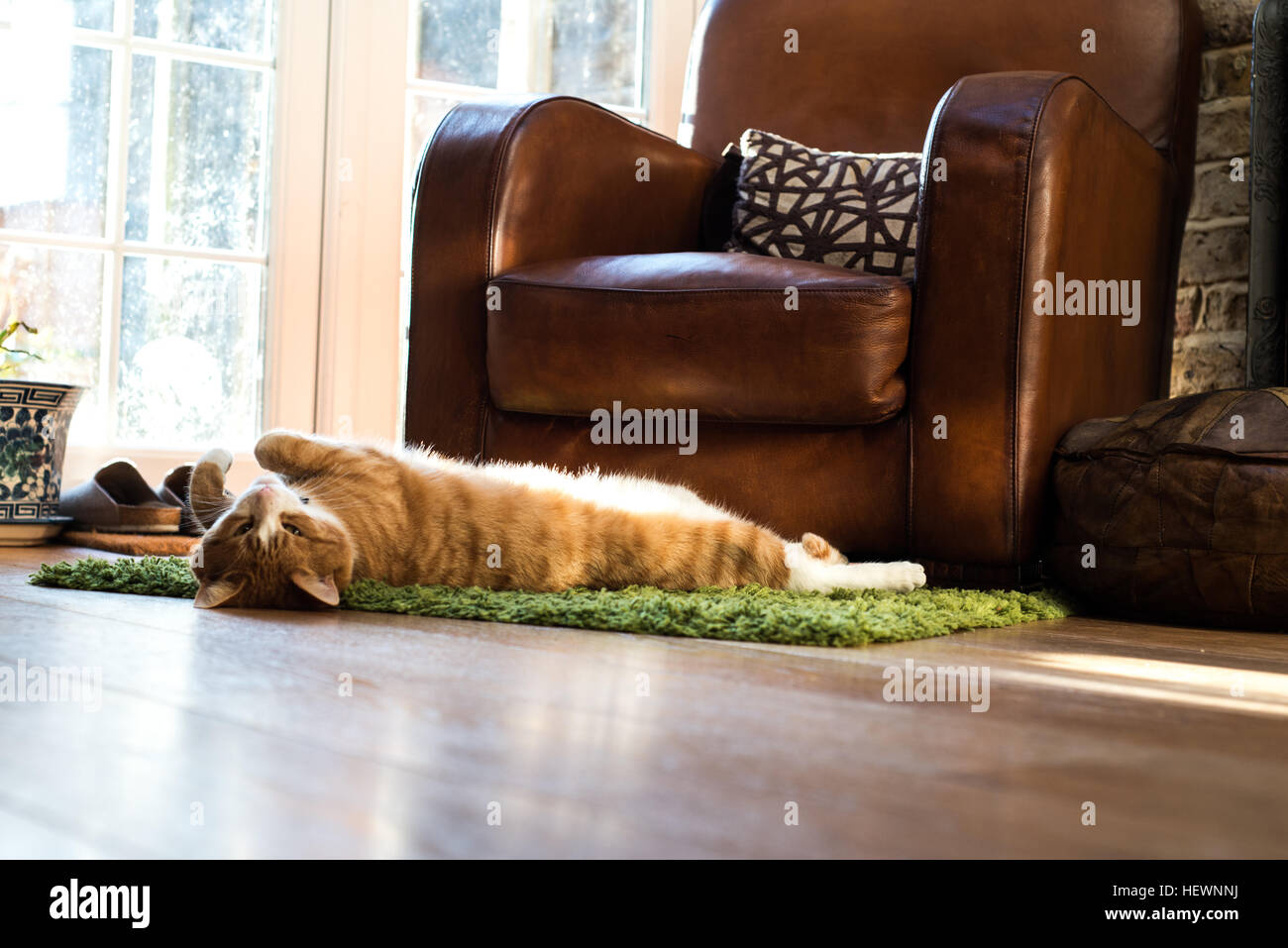 Cat relaxing on floor mat Stock Photo