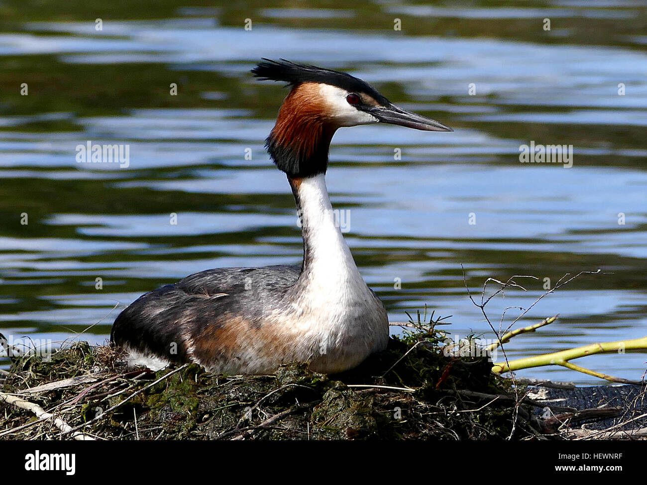 The Australasian crested grebe has a fine, sharp bill, slender neck and head with a distinctive black double crest. Their cheeks have chestnut frills, fringed black. Their legs are set well back on their bodies to enhance their diving skills, at the expense of mobility on land. For this reason, the birds rarely, if ever, come ashore. Stock Photo
