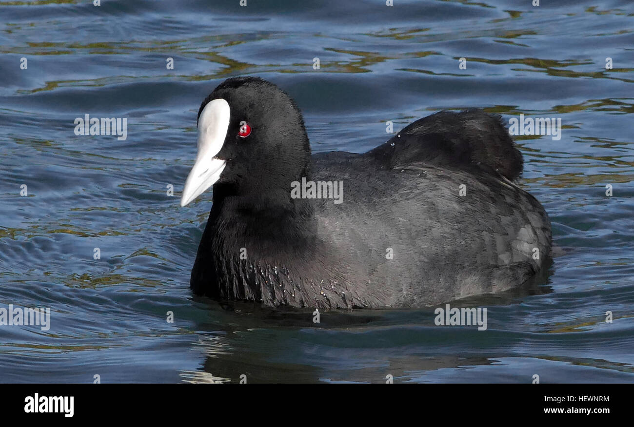 The Australian Coot is a distinctive, dark-grey waterbird known for its bright white bill and frontal shield. It is a member of the rail family, notable for its swimming and walking abilities, and has recently become established in New Zealand. Stock Photo