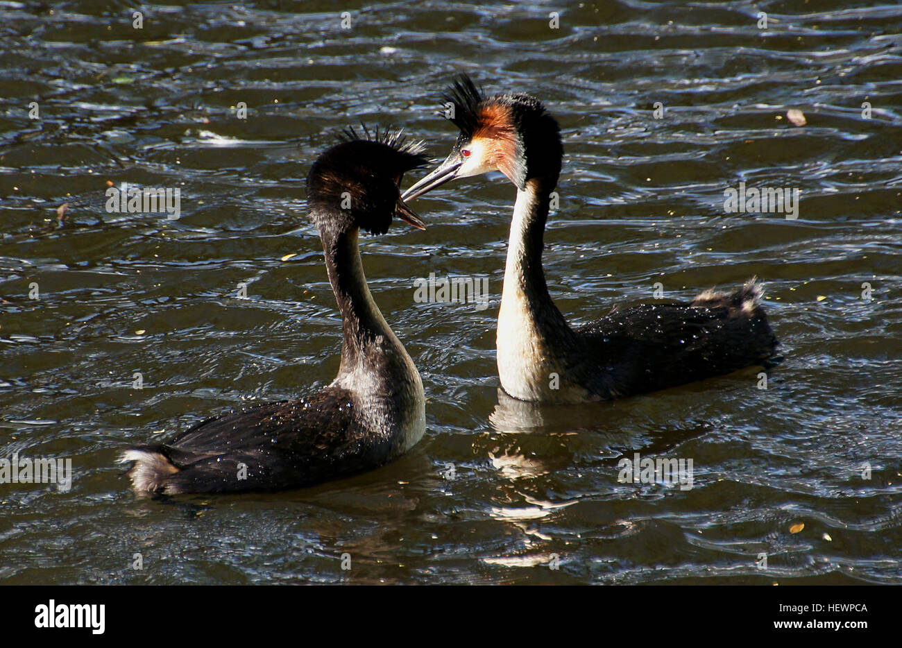 The Australasian crested grebe is majestic and distinctive diving bird that is usually seen on the southern lakes of New Zealand where it breeds. It has a slender neck, sharp black bill and head with a distinctive black double crest and bright chestnut and black cheek frills, which it uses in its complex and bizarre mating displays. It is unusual for the way it carries its young on its back when swimming. The crested grebe belongs to an ancient order of diving water birds found on every continent in the world. They are rarely seen on land except when they clamber onto their nests on the lake s Stock Photo