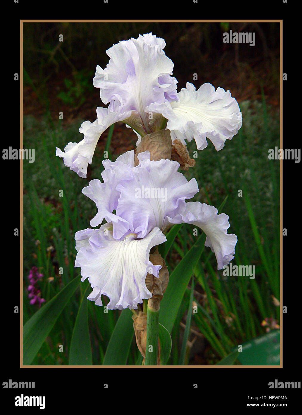 Vibrant depiction floral design hi-res stock photography and images - Alamy