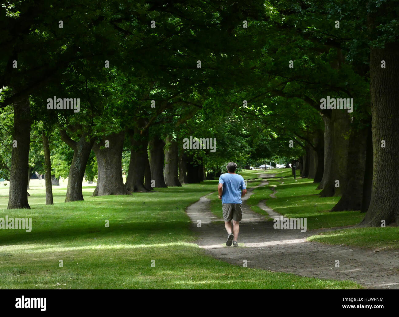 Jogging is a form of trotting or running at a slow or leisurely pace. The main intention is to increase physical fitness with less stress on the body than from faster running, or to maintain a steady speed for longer periods of time. Performed over long distances, it is a form of aerobic endurance training. Hagley Park is the largest urban open space in Christchurch, New Zealand, and was created in 1855 by the Provincial Government. Stock Photo