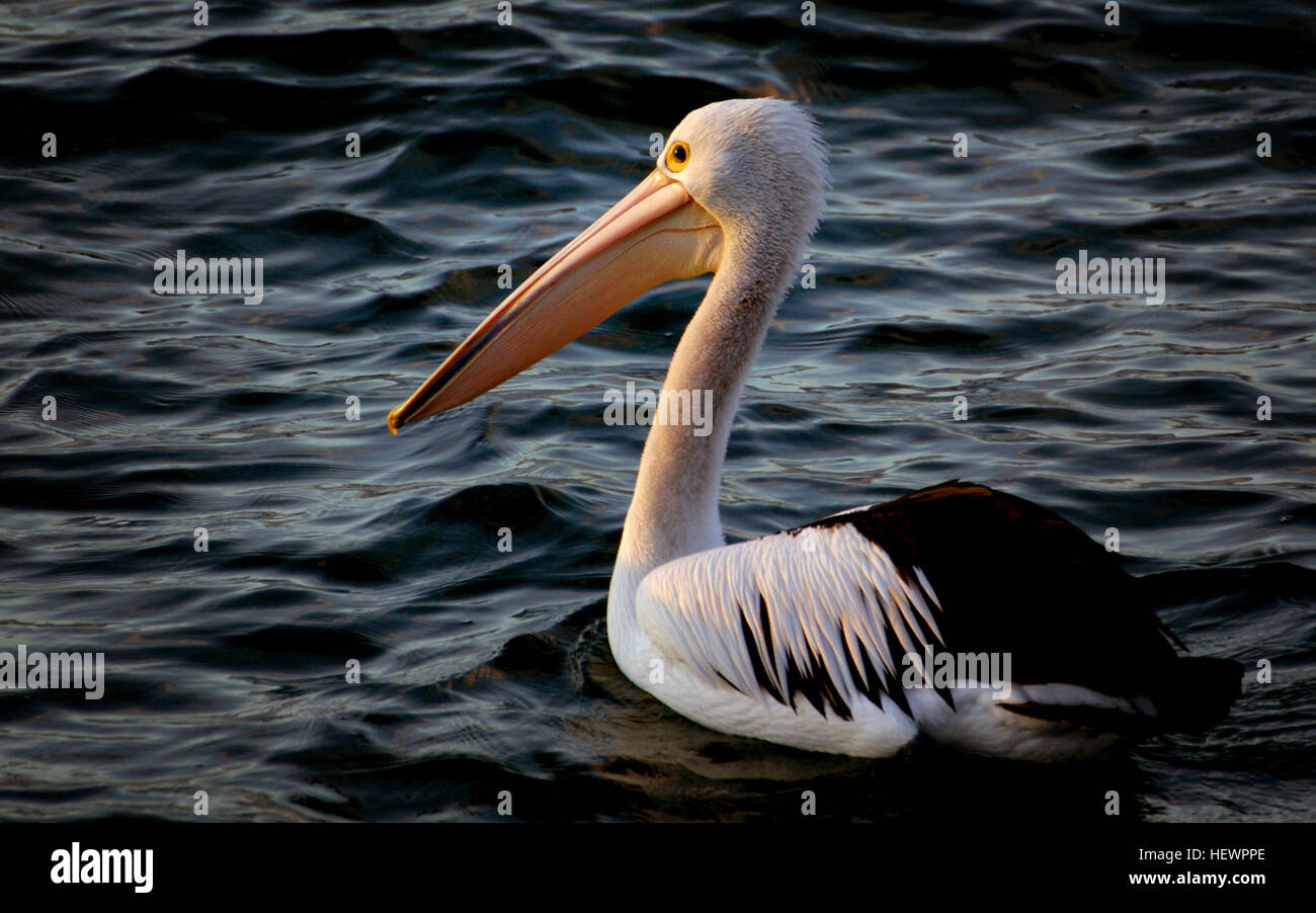 The Australian Pelican is a gregarious species often seen feeding, roosting and breeding in large flocks.  The adult has black and white plumage. The upperparts are white with conspicuous black V ending on the rump into a point. The tail is black with white uppertail-coverts. On the black upperwing, we can see a white panel on coverts.  The underparts are white, except the blackish flights feathers, a black line across the coverts, and the black leading edge and tail.  On the white head, we can see a short greyish crest on the hindcrown, and the hindneck is greyish too whereas the foreneck is  Stock Photo