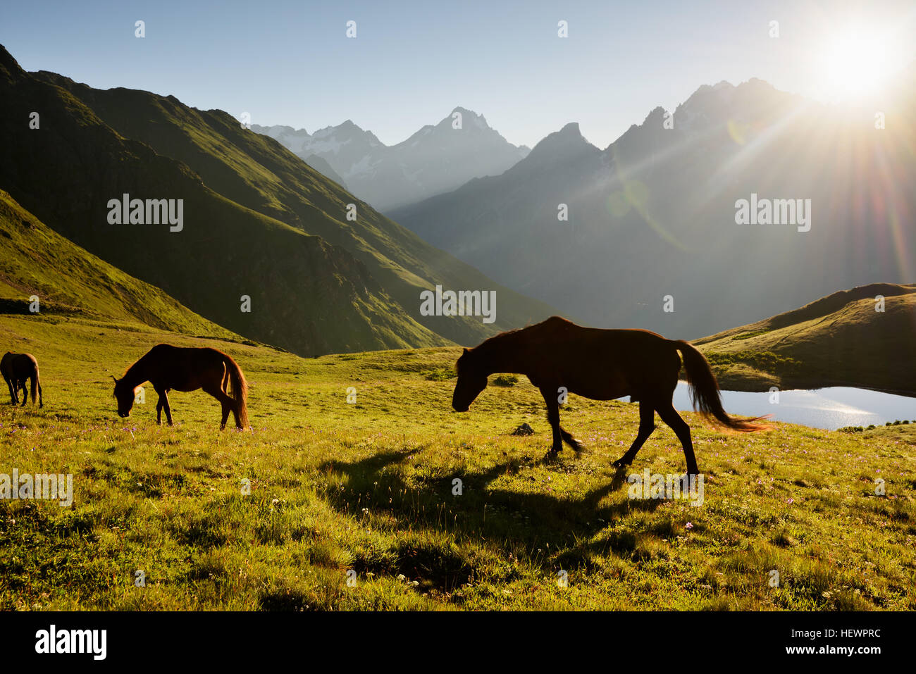 Horses grazing, Koruldi Lakes, Caucasus, Svaneti, Georgia, USA Stock Photo