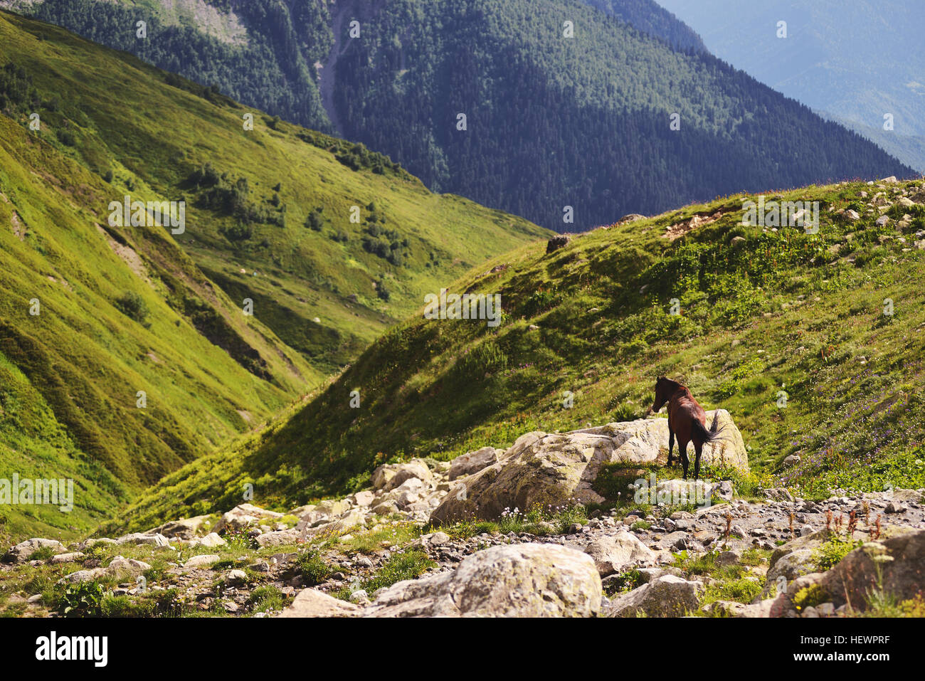 Horse on rocky outcrop, Ushba Mountain, Caucasus, Svaneti, Georgia, USA Stock Photo